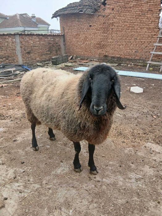 Овце  черноглави