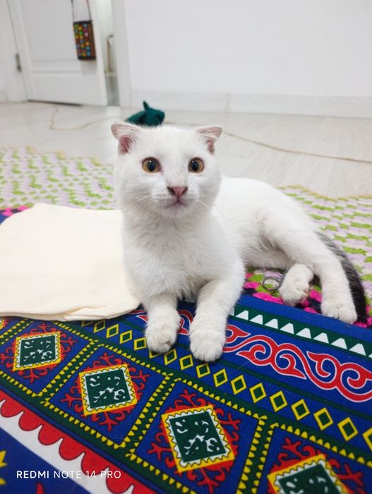 Котенок в добрые руки