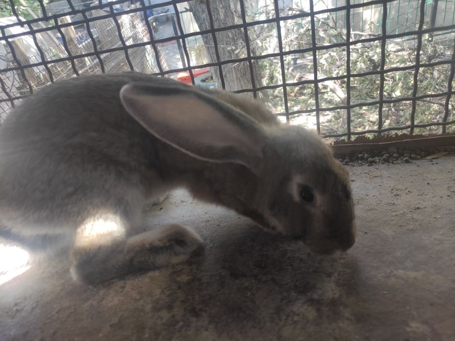 Кролики 4-х месячных