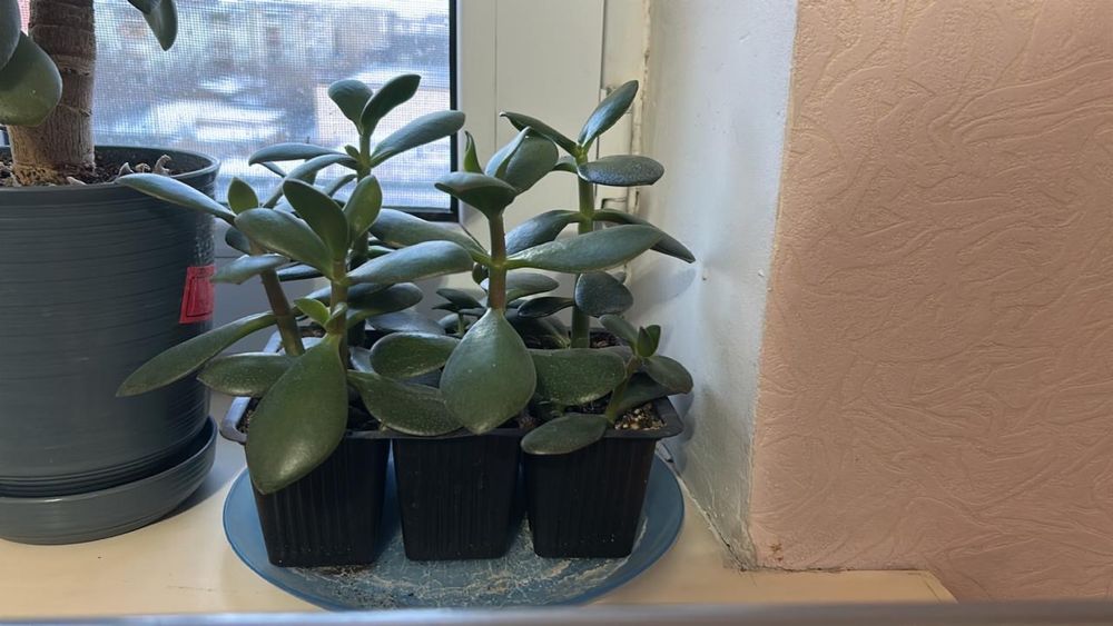 Комнатные растения