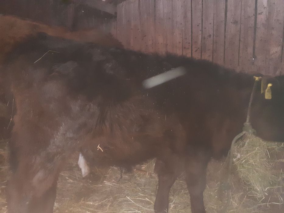 Vând 2 vitei din monta angus .