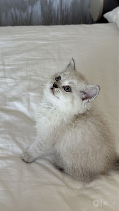Продаю свою любимою кошку