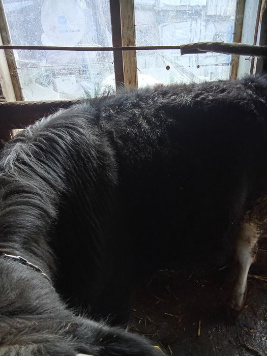 Taur și vițea de vânzare