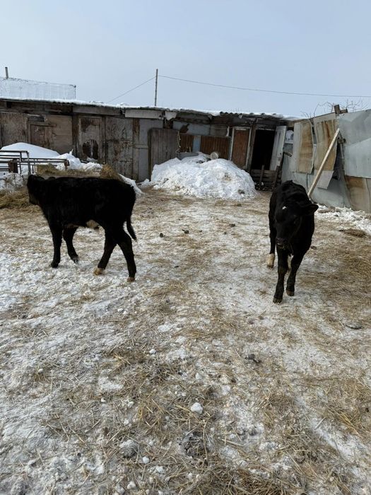 Телята подсосы 2.5 месяца