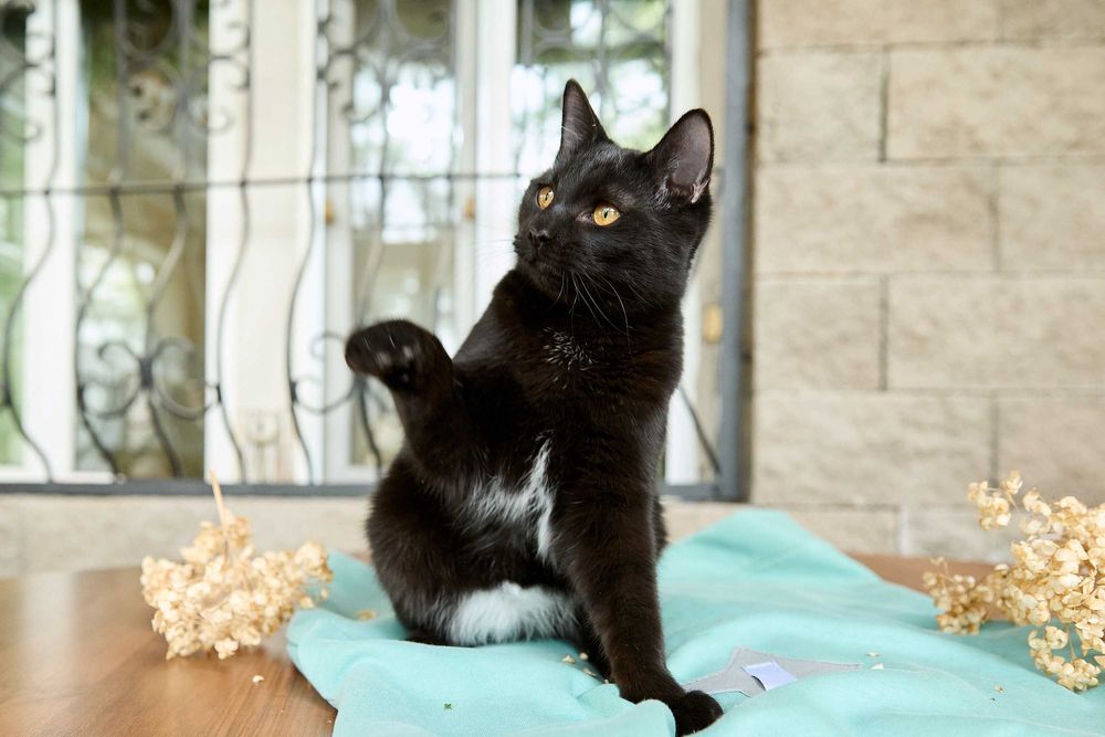 Молодой котик, мальчик, 8 месяцев