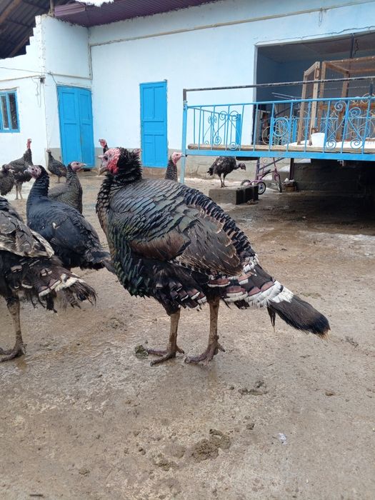 Гибрид кораздар сатылады