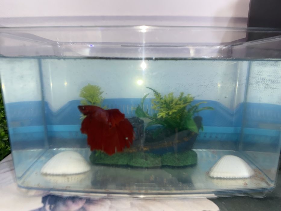 Peste betta mascul si femela