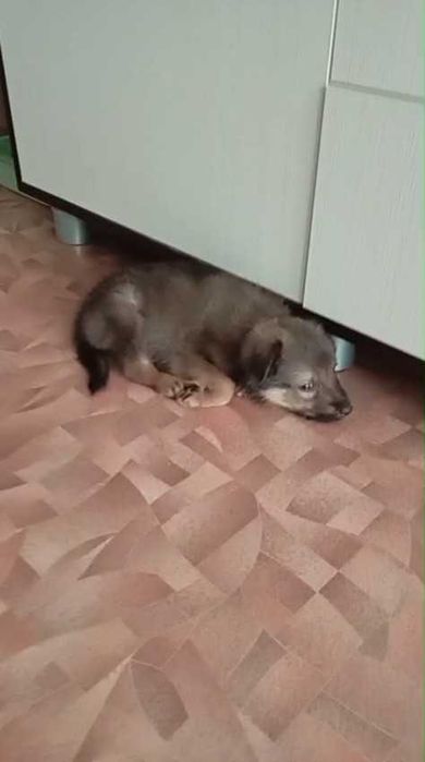 Щенок (мальчик) ищет дом!