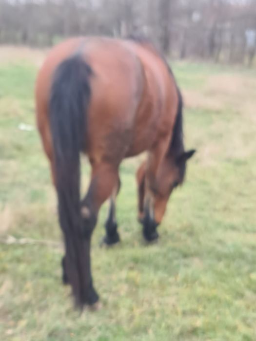 Iapa de vanzare tanara