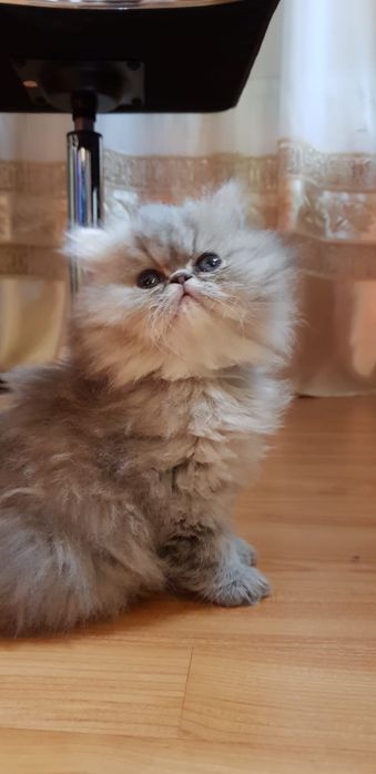 Pisică persană deosebită