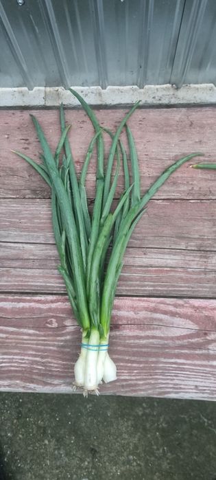 Vând ceapa verde