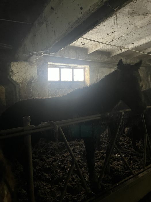 Продам лошадей тай и бие