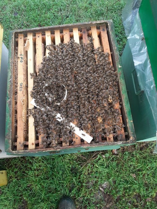 Vând miere de albine producție 2025  preturi negociabile