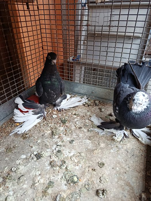 Голуби сотиладииии