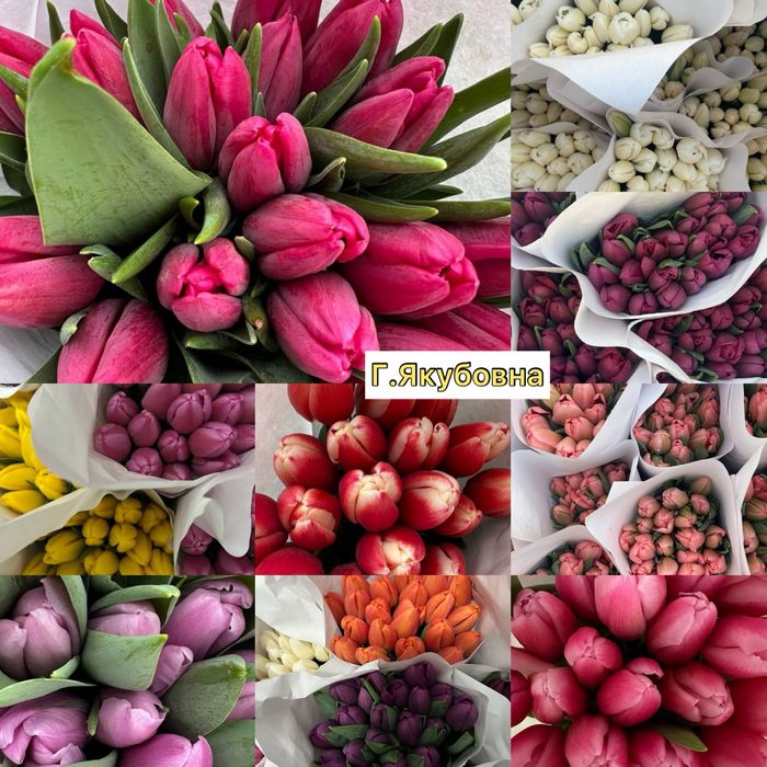 Тюльпаны Лолалар