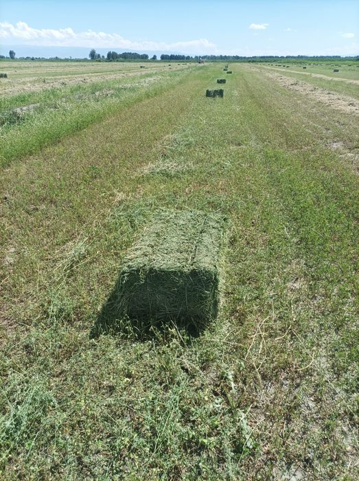 Семена люцерно  жонышка урыгы