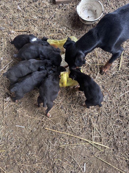 Ягдтерьер күшіктер сатылады