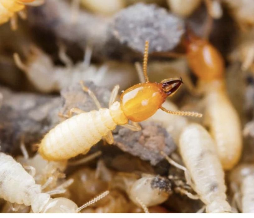 Обработка термиты,клопы