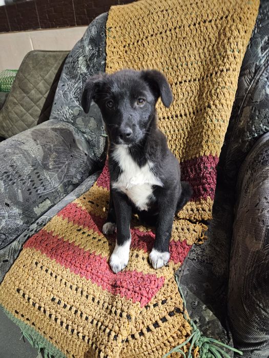 Классный щенок энерджайзер  в добрые руки!