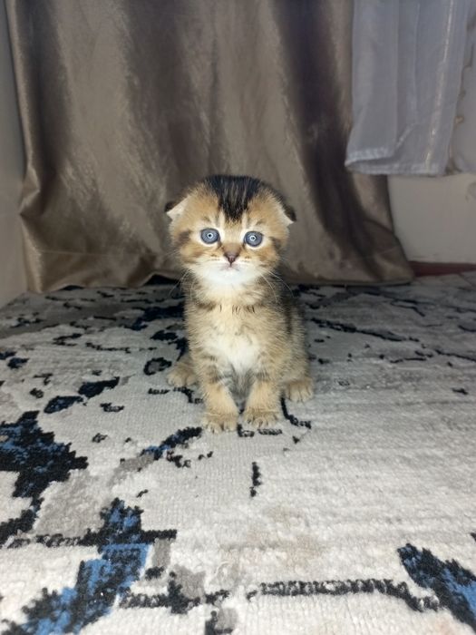 Вислоухие котята
