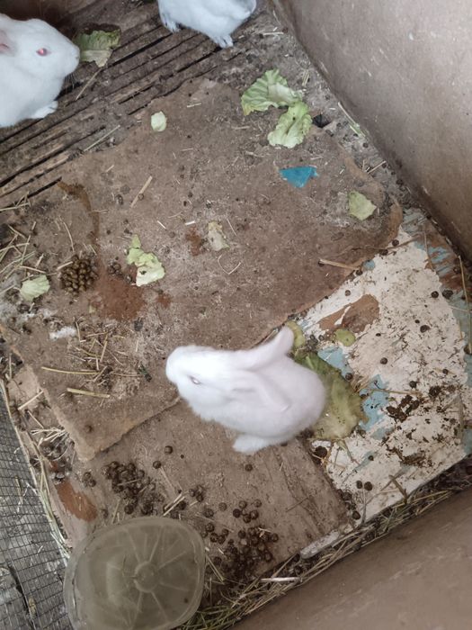 Бугуз куйон сотилади тез кунларда тугади