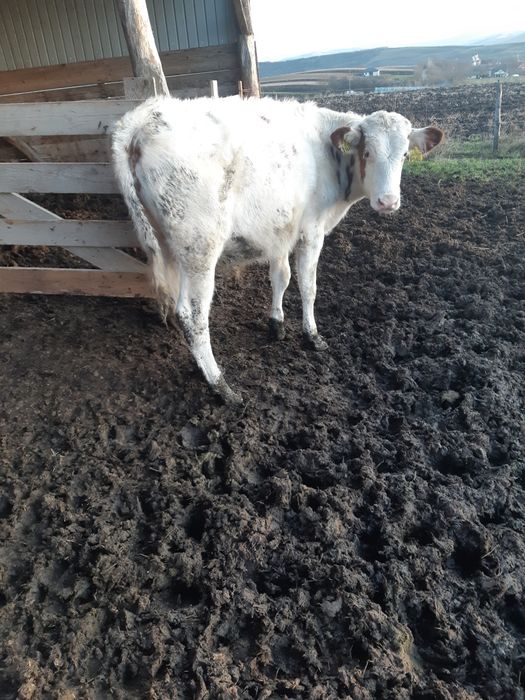 Vand tauras de 5 luni