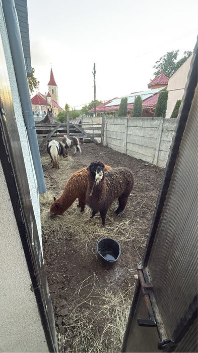 Vand sau schimb pereche alpaca