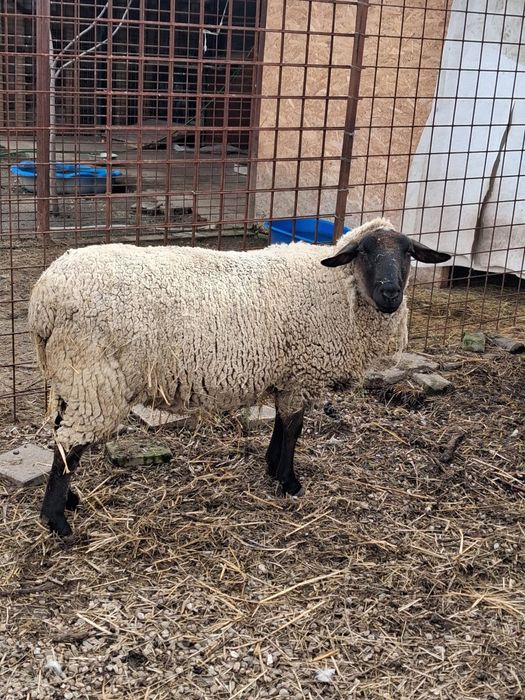 Oaie cap negru german tanara