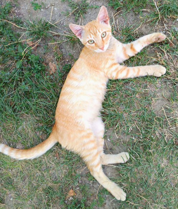 Metisi British Shorthair pui, gratuit