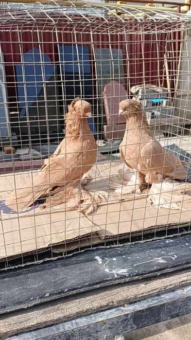 Голуби жёлтые чубатые