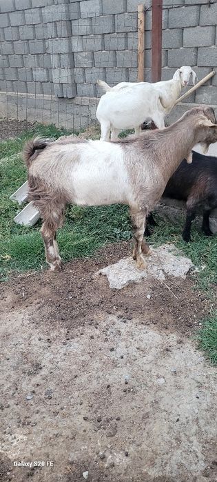 Текелер сатылады