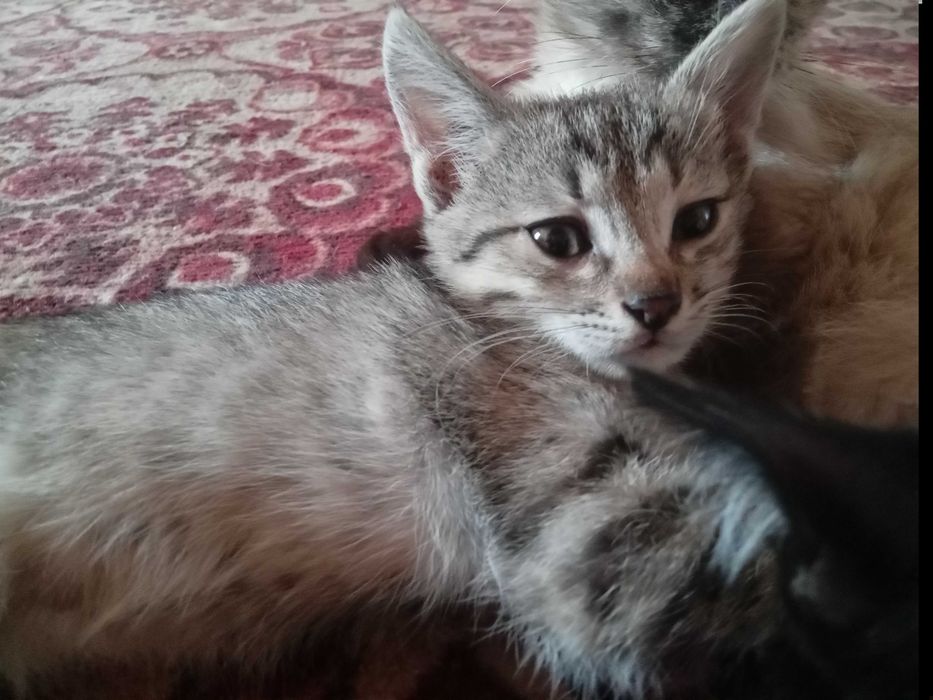 Отдам котят в хорошие руки.