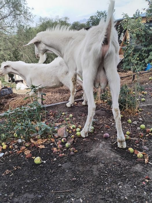 Козел, теке, козы вязка, случка