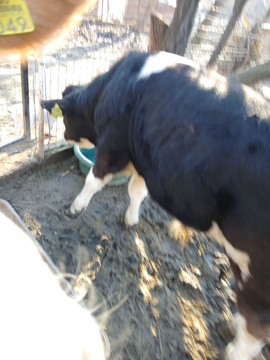 Vand vitel rasa baltat