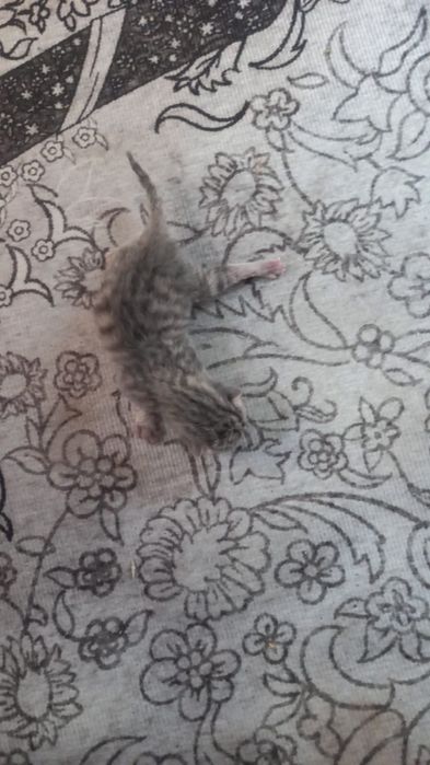 Отдам котят в добрые руки