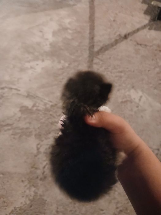котёнок! свеслоухий