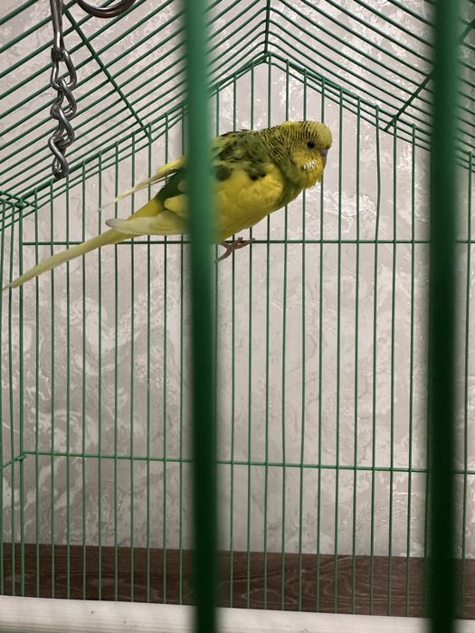 Продаю Попугай Кешу