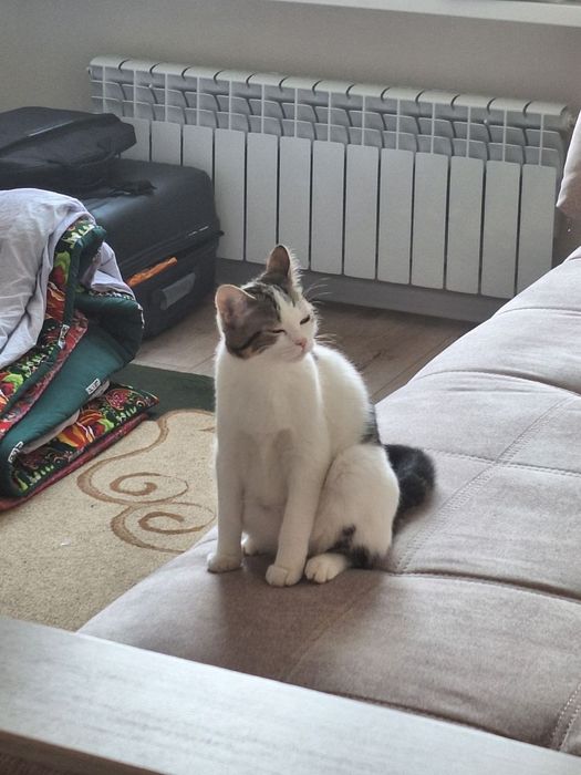 Отдам кошек в хорошие руки