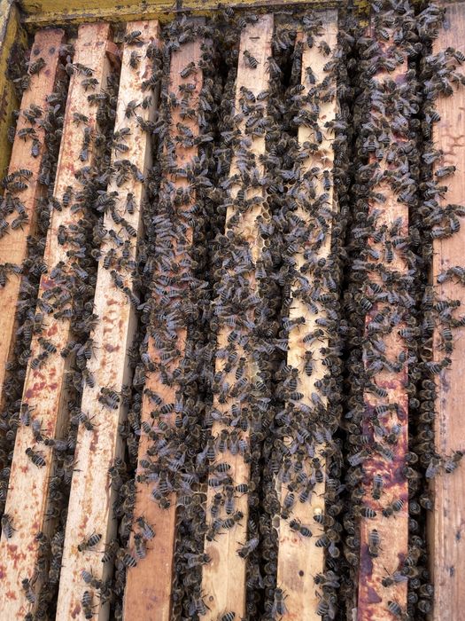 Famili de albine bine dezvoltate