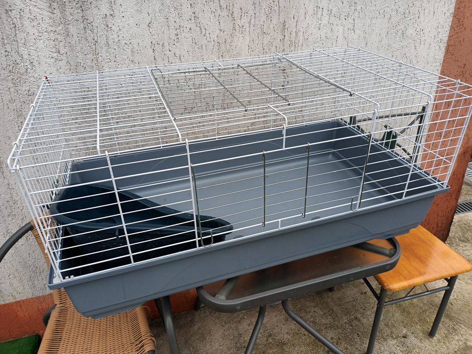 Iepuri pitici mini cap de leu si custi