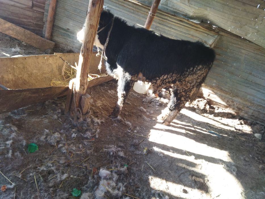 Еркек баспак сатылады