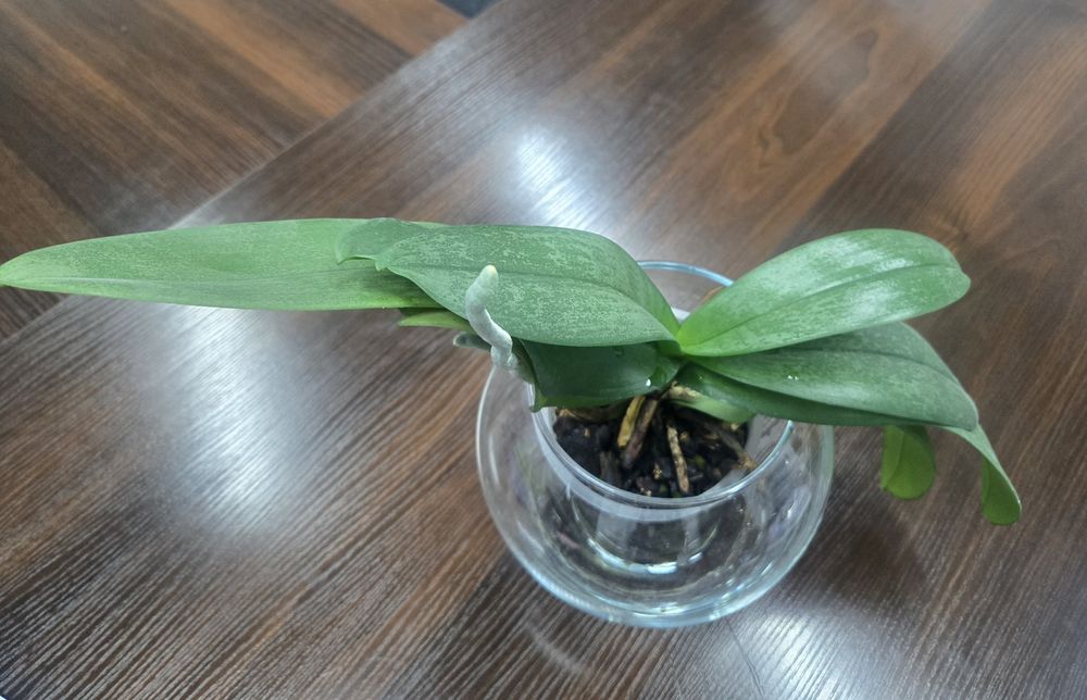 Продам   орхидею