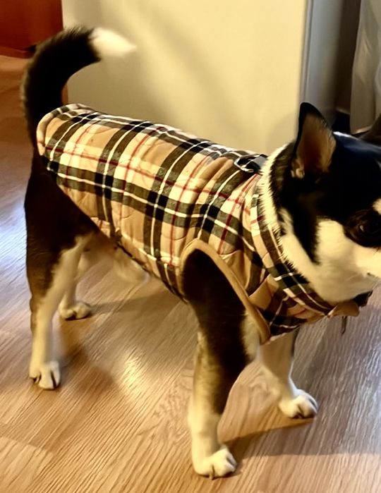 Ново яке за малко куче М размер