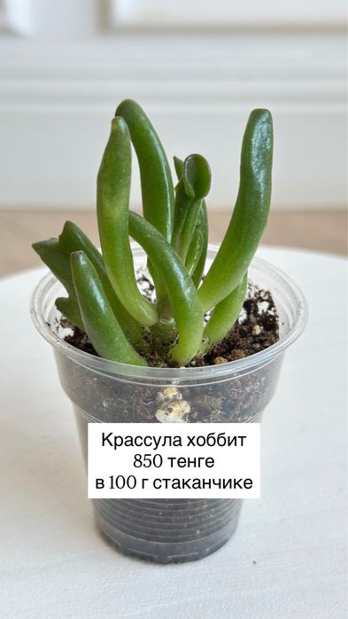 Денежное дерево, крассула хоббит