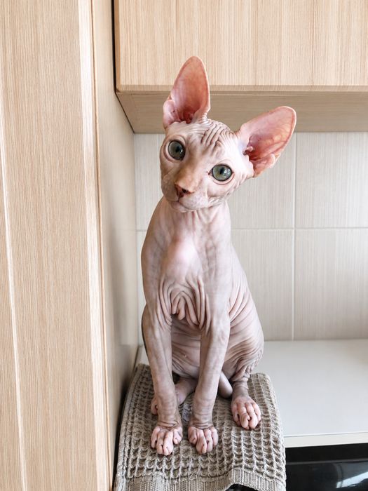 Котята канадский сфинкс