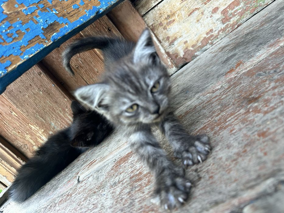 Отдам в хорошие руки!!!