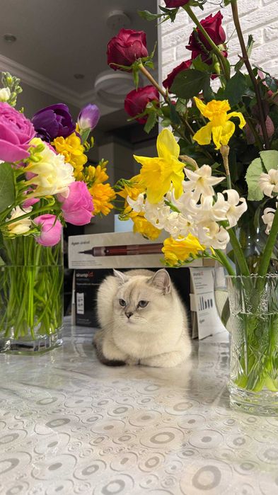 Серебристая шиншилла