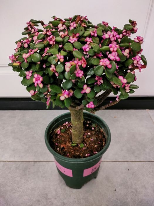 Цветы комнатные . Доставка