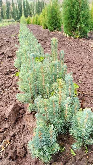 Голубая Ель Селбериский нави сенсалари сотилади