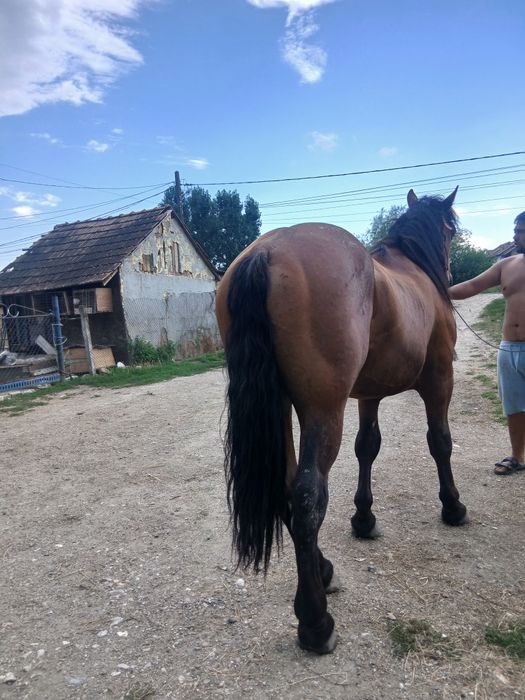 Vând harmasar 2 ani trage foarte bine